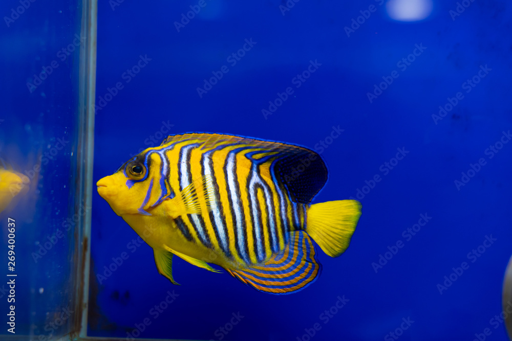 Wall mural sub-adult regal angelfish (pygoplites diacanthus)