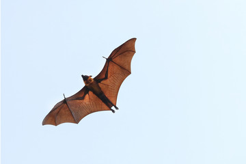 Bat flying on blue sky at evening time.