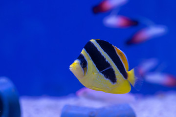 Mitratus Butterflyfish as known as Black and Yellow Butterflyfish or Indian Butterflyfish (Chaetodon mitratus) origin from Maldives