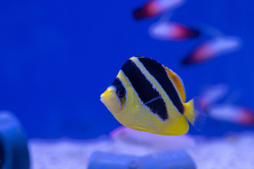 Fototapeta na wymiar Mitratus Butterflyfish as known as Black and Yellow Butterflyfish or Indian Butterflyfish (Chaetodon mitratus) origin from Maldives