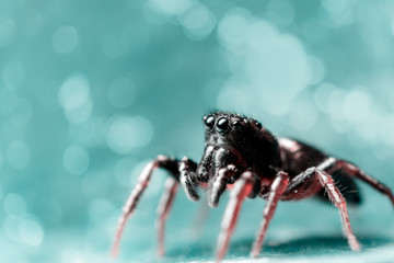 Jumping Spider