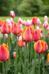 Obraz premium Tulips. Beautiful flowers. Tulip Festival in St. Petersburg, Russia