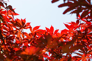 Outdoor spring, red leaves of red maple close-up, nobody，Acer palmatum 'Atropurpureum'