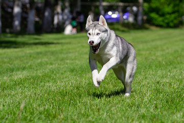 Siberian Husky run in grass field. Dog playing in the park.