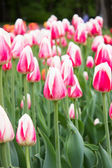 Tulips. Beautiful flowers. Tulip Festival in St. Petersburg, Russia