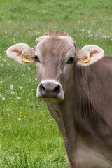 Braunvieh Rinf auf einer Wiese-Rinderrasse
