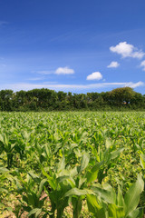 Low shot of a Field Of Corn or maize against a sunny blue sky with fluffy clouds. 