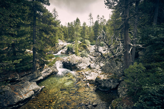 Stream in forest