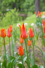 Tulips. Beautiful flowers. Tulip Festival in St. Petersburg, Russia