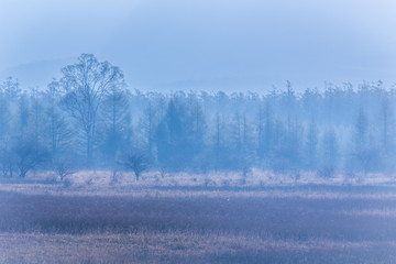 初夏の日光小田代ヶ原の夜明け