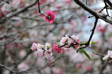 Sakura Cherry Blossom in Japan - hi-res stock photo