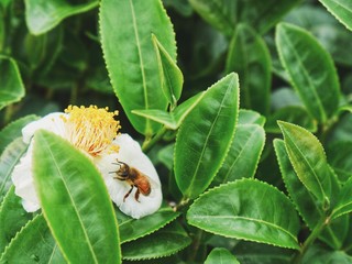 Bee on the chamomile flower 
