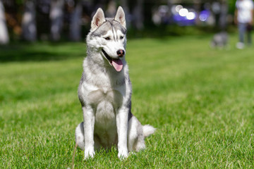 A young Siberian husky male dog is sitting on dried grass.