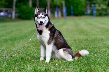 A young Siberian husky male dog is sitting on dried grass.