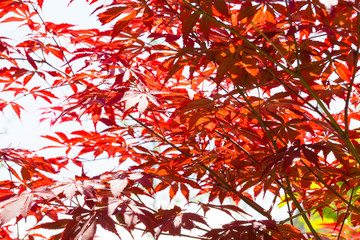Naklejka premium Outdoor spring, red leaves of red maple close-up, nobody，Acer palmatum 'Atropurpureum'
