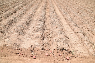 Arizona harvested red potatos