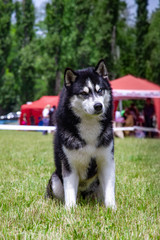 A young Siberian husky male dog is sitting on dried grass.