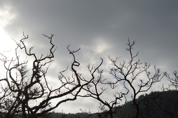 曇り空に伸びる枯れ木