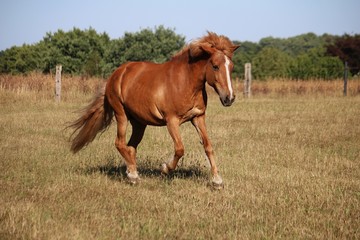 Obraz premium brązowy koń islandzki biegnie po padoku w słońcu