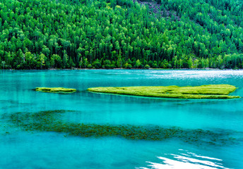beautiful Kanas Lake Wolong Bay in summer，Altay, Xinjiang, China - obrazy, fototapety, plakaty