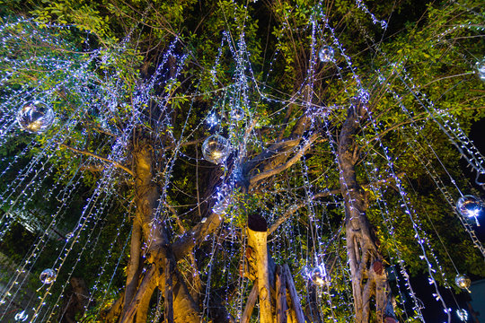 Decorative outdoor string lights hanging on tree in the garden at night time festivals season - decorative Christmas lights - happy new year