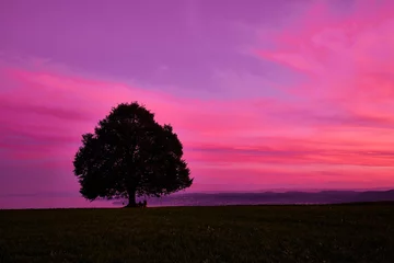Foto op Plexiglas Silhouette tree on field against romantic sky at sunset © Sven Fuchs