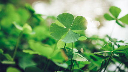 clover leaves on green background