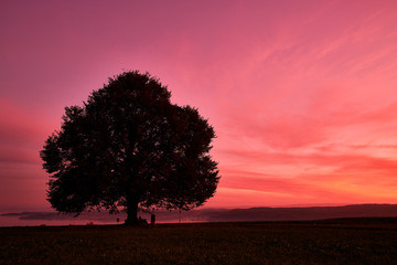 Fototapeta na wymiar Silhouette tree on field against orange sky