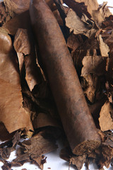 tobacco prepared on tobacco leaves, made by hand.