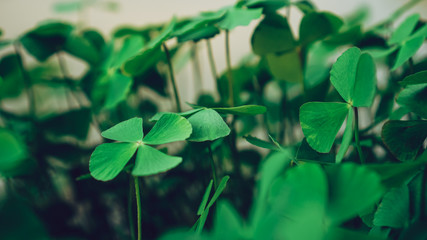 clover leaves on green background