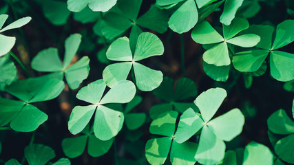 clover leaves on green background