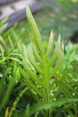 Green fern leaf and spores on the backside of the fronds.