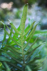 Green fern leaf and spores on the backside of the fronds.