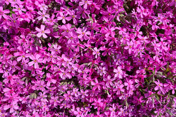 Background of pink flowers (Phlox) in spring