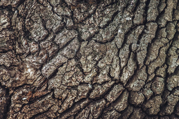 Brown wooden oak bark as background and texture. Antique tree, copy space.