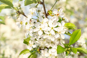 Soft focus branches of cherry blossoms. Blooming garden background.