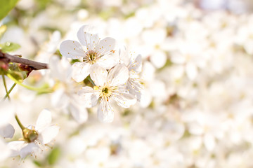 Fototapeta na wymiar Soft focus branches of cherry blossoms. Blooming garden background.