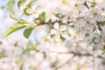 Soft focus branches of cherry blossoms. Blooming garden background.