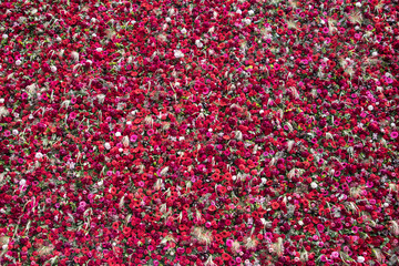 Amazingly beautiful wall made of 1000 flowers