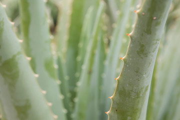 Fototapeta na wymiar Detail of aloe vera leaves