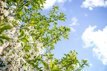 Fototapeta premium Branches of beautiful blossoming cherry on sunny day against blue sky background. 