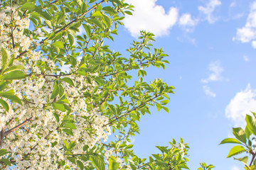 Obraz premium Branches of beautiful blossoming cherry on sunny day against blue sky background. 