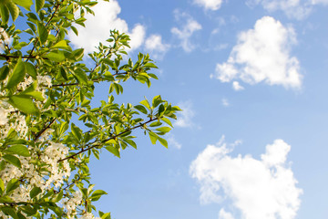 Branches of beautiful blossoming cherry on sunny day against blue sky background. 