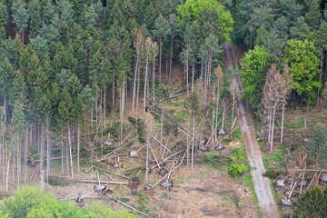 Sturmschaden im Wald Luftbild