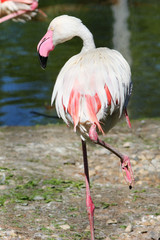 Pink Flamingo macro,standing on one leg