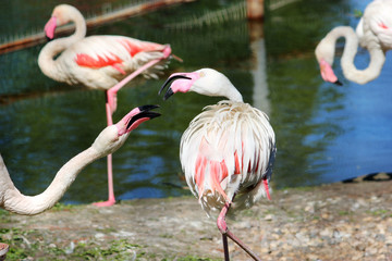 Pink Flamingo macro, outdoor