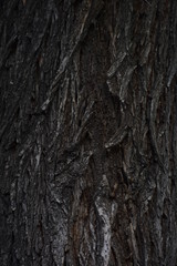 tree bark