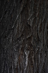 tree bark
