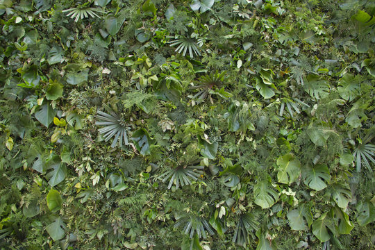 Green leaves wall, street environmental decoration