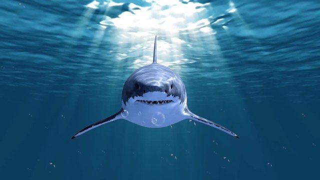 Great White Shark swimming in deep blue ocean
